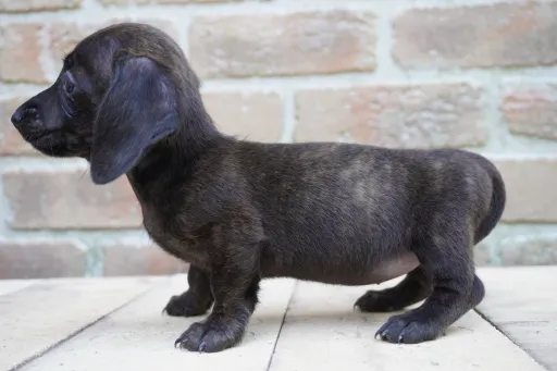 ダックスフンドの子犬販売 画像1