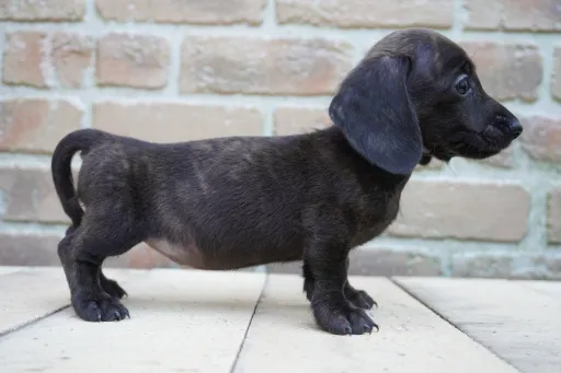 ダックスフンドの子犬販売 画像1
