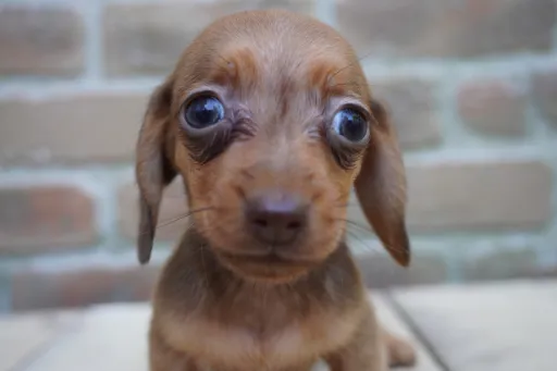 ダックスフンドの子犬販売 画像1