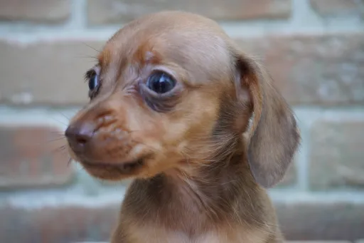 ダックスフンドの子犬販売 画像1