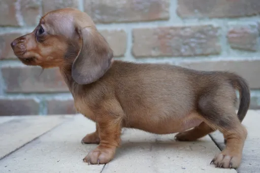ダックスフンドの子犬販売 画像1