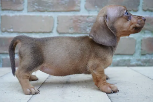 ダックスフンドの子犬販売 画像1