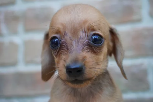 ダックスフンドの子犬販売 画像1