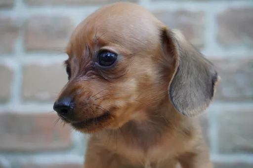 ダックスフンドの子犬販売 画像1
