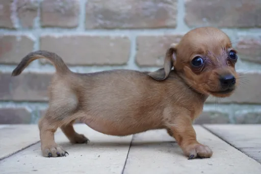 ダックスフンドの子犬販売 画像1