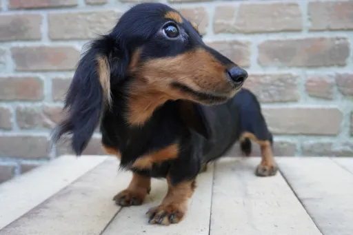 ダックスフンドの子犬販売 画像1