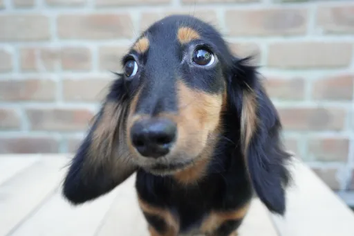 ダックスフンドの子犬販売 画像1