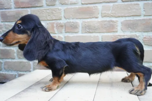 ダックスフンドの子犬販売 画像1