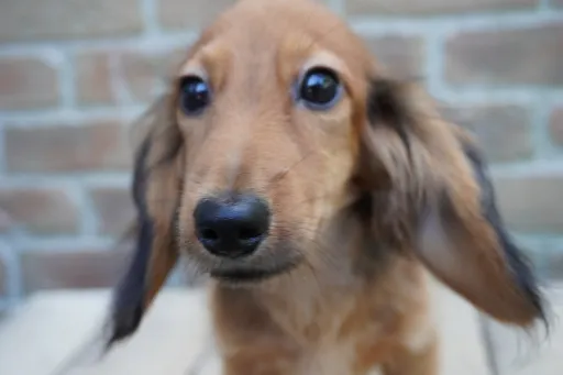 ダックスフンドの子犬販売 画像1