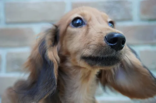 ダックスフンドの子犬販売 画像1