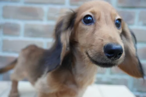 ダックスフンドの子犬販売 画像1