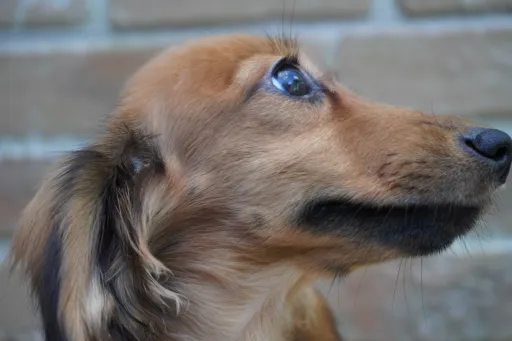 ダックスフンドの子犬販売 画像1