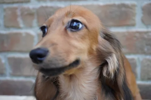 ダックスフンドの子犬販売 画像1