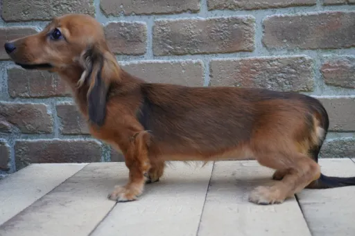 ダックスフンドの子犬販売 画像1