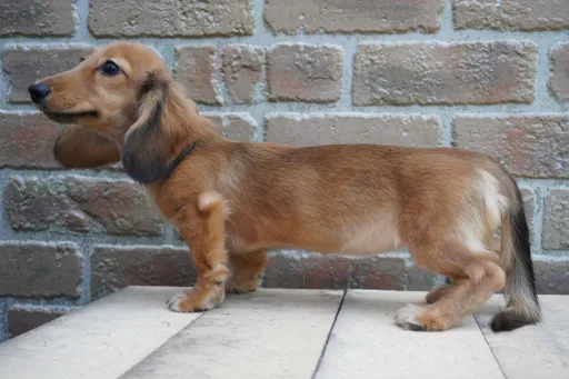 ダックスフンドの子犬販売 画像1