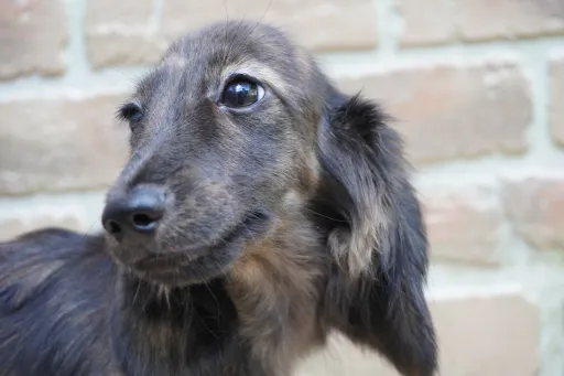 ダックスフンドの子犬販売 画像1