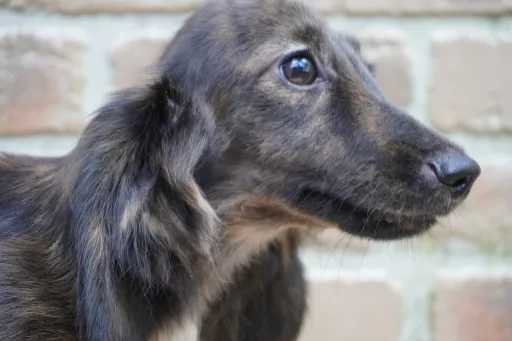 ダックスフンドの子犬販売 画像1