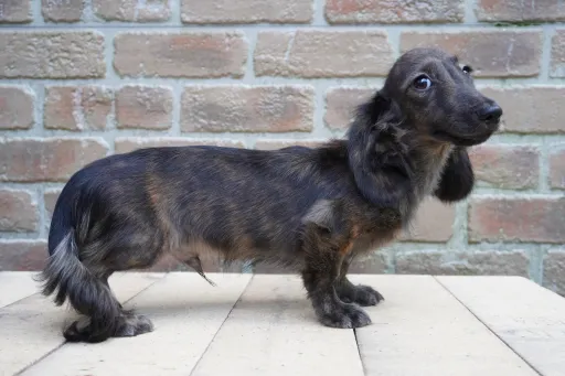 ダックスフンドの子犬販売 画像1