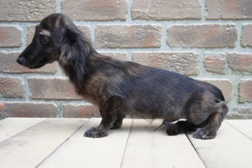 ダックスフンドの子犬販売 画像1