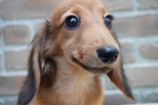 ダックスフンドの子犬販売 画像1
