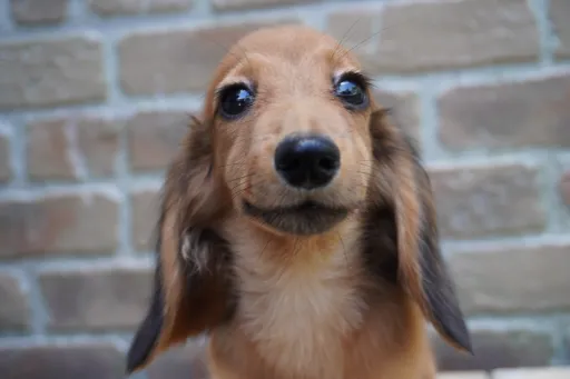 ダックスフンドの子犬販売 画像1