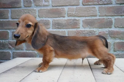 ダックスフンドの子犬販売 画像1