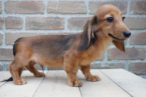 ダックスフンドの子犬販売 画像1