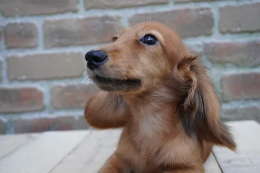 ダックスフンドの子犬販売 画像1