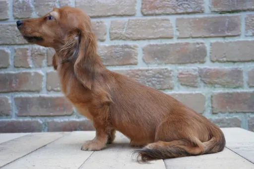 ダックスフンドの子犬販売 画像1