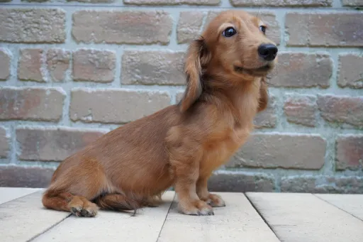 ダックスフンドの子犬販売 画像1