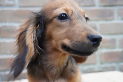ダックスフンドの子犬販売 画像1
