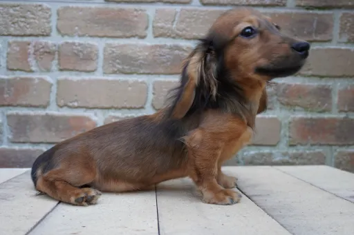 ダックスフンドの子犬販売 画像1