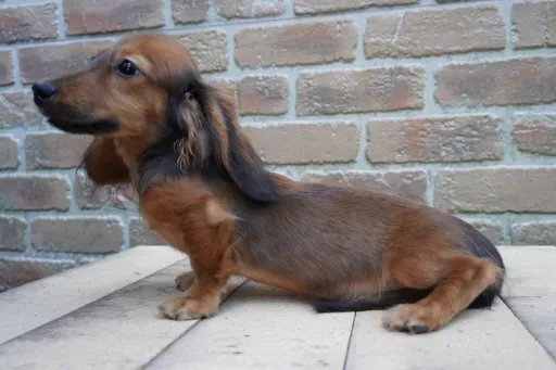 ダックスフンドの子犬販売 画像1