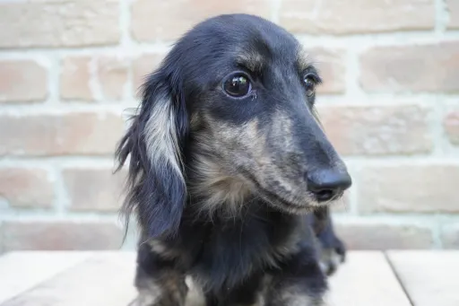 ダックスフンドの子犬販売 画像1