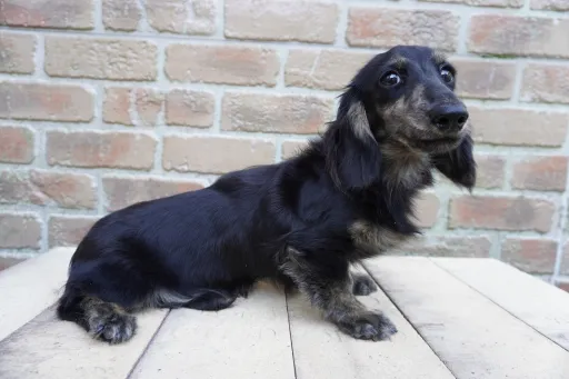 ダックスフンドの子犬販売 画像1