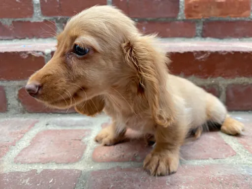 格安犬と里親募集の子犬販売 画像1