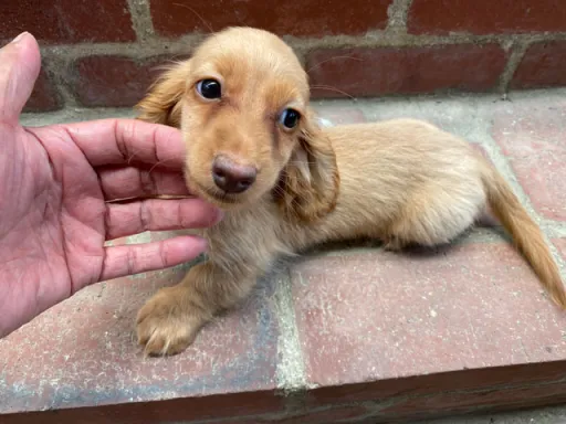 格安犬と里親募集の子犬販売 画像1