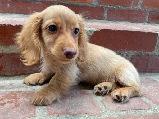 格安犬と里親募集の子犬販売 画像1