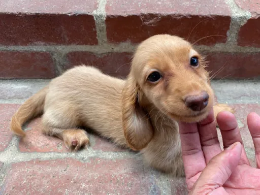 格安犬と里親募集の子犬販売 画像1