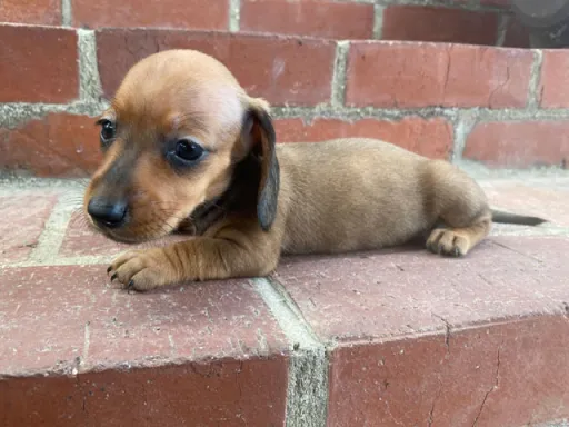 格安犬と里親募集の子犬販売 画像1