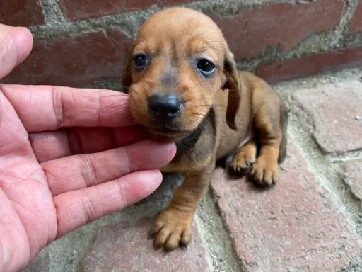 格安犬と里親募集の子犬販売 画像1