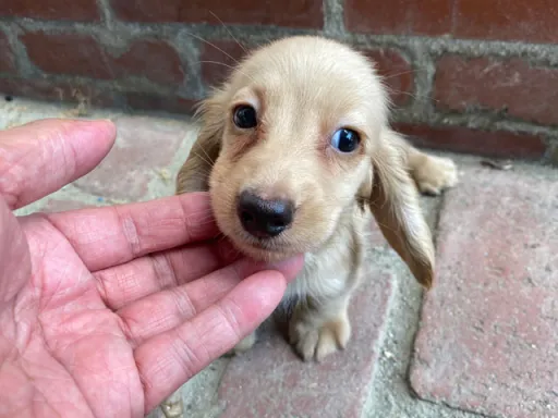 格安犬と里親募集の子犬販売 画像1