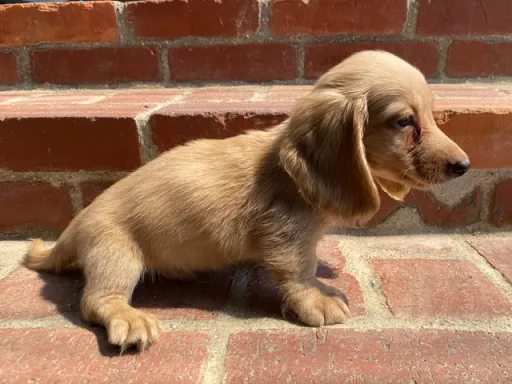 格安犬と里親募集の子犬販売 画像1