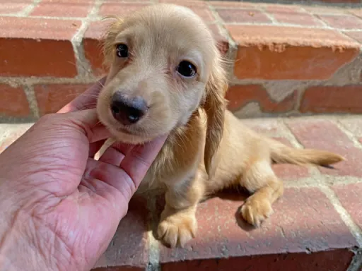 格安犬と里親募集の子犬販売 画像1