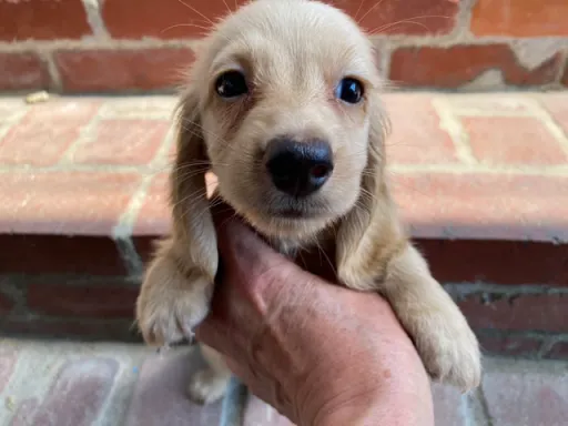 格安犬と里親募集の子犬販売 画像1