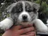 秋田犬の子犬販売ページ