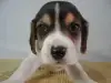 ビーグルの子犬販売ページ