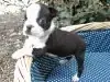 ボストン・テリアの子犬販売ページ