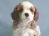 キャバリア・キング・チャールズ・スパニエルの子犬販売ページ