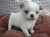 チワワの子犬販売ページ